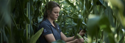 Mujer examinando maíz